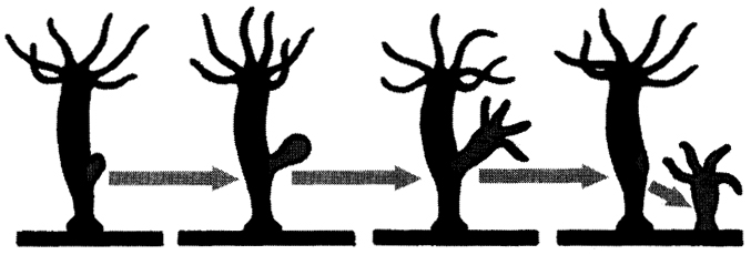 Kra31at